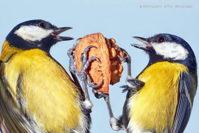 Різдвяні синички в об'єктиві волинського фотографа