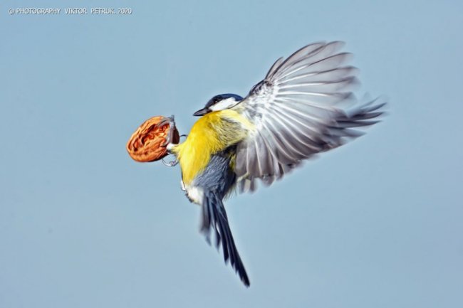 Різдвяні синички в об'єктиві волинського фотографа