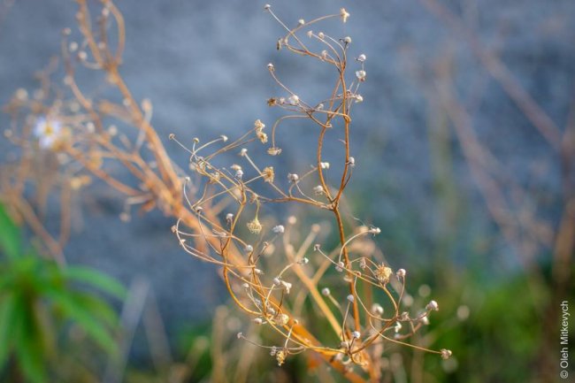 Луцький фотограф показав красу осені