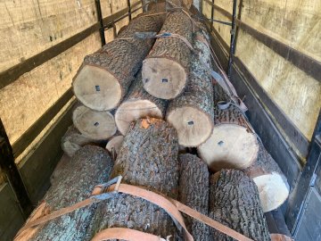 На Волині на блокпосту зупинили водія вантажівки, який незаконно перевозив 50 колод дуба. ФОТО