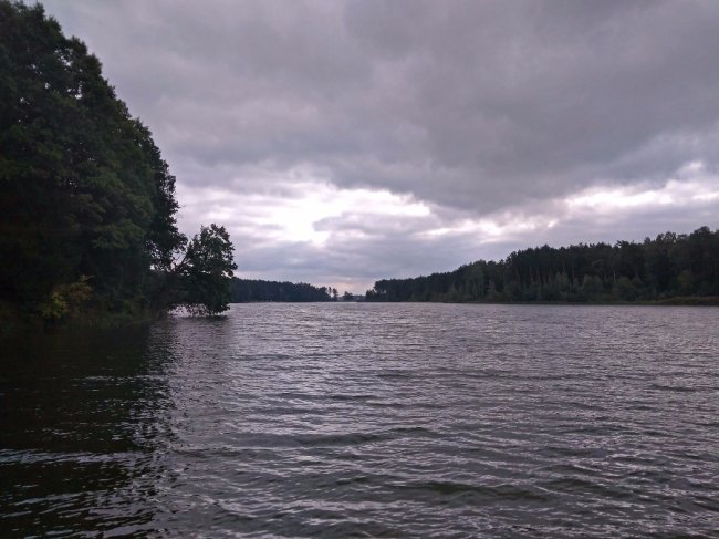 Водосховище та затоплений ліс: подорож цуманськими дібровами. ФОТО