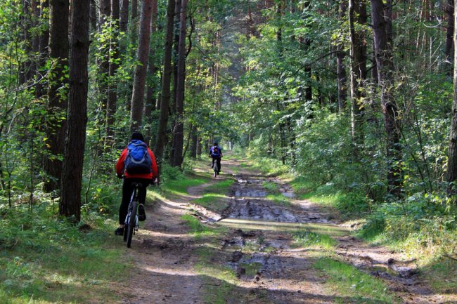 Водосховище та затоплений ліс: подорож цуманськими дібровами. ФОТО