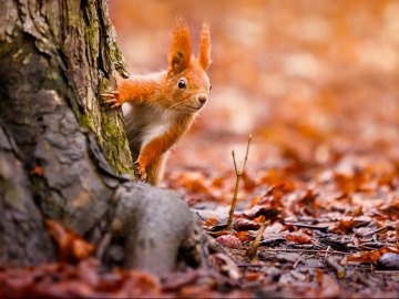 Погода у Волинській області та Луцьку на вівторок, 9 листопада