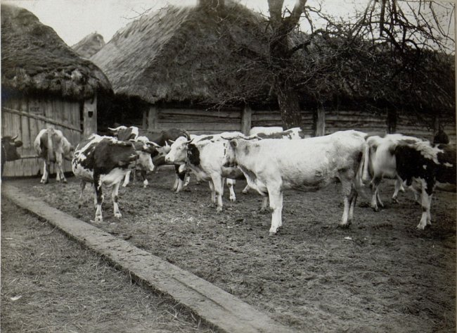 Якими були ферми і сироварні на Волині  сто років тому. РЕТРОФОТО