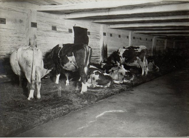 Якими були ферми і сироварні на Волині  сто років тому. РЕТРОФОТО