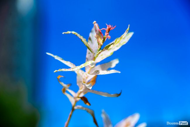 Літні пахощі: головний собор Луцька тоне в трояндах. ФОТОРЕПОРТАЖ