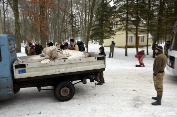 Як у «Цуманській пущі» рахували зубрів 