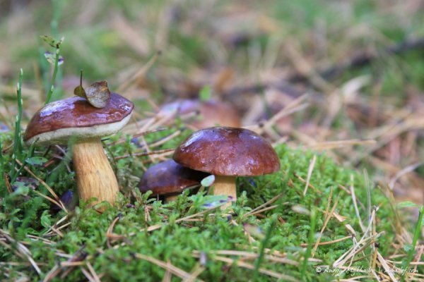 Фотовиставка Андрія Михайлова