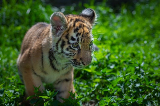 Ніби професійна модель: як живе у луцькому зоопарку тигреня Тріша. ФОТО