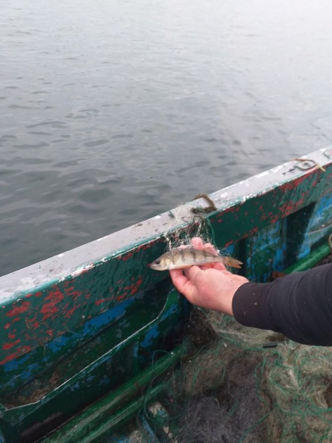 На озері Світязь браконьєри ловили рибу сітками. ФОТО