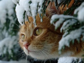 Погода в Луцьку та Волинській області на завтра, 6 січня