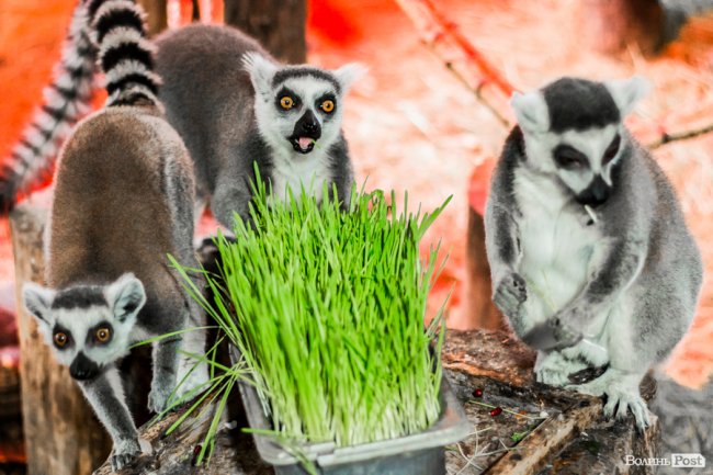 Пухнасті любощі, або Закохані парочки Луцького зоопарку. ФОТО