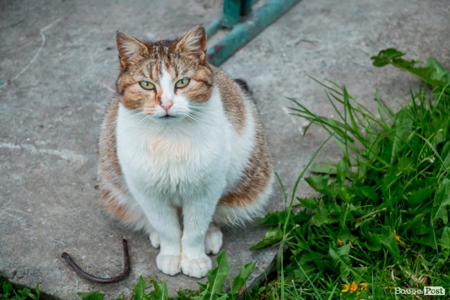 День кота: як відзначають «професійне» свято луцькі пухнастики. ФОТО