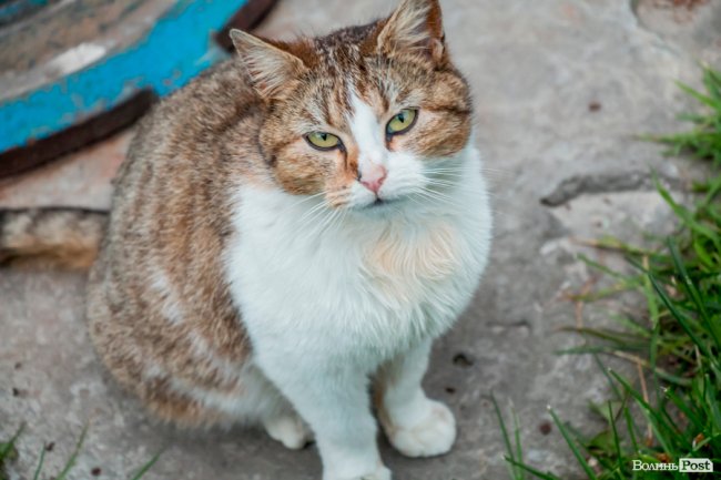 День кота: як відзначають «професійне» свято луцькі пухнастики. ФОТО