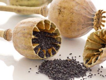 У волинянина викрали майже півсотні мішків маку