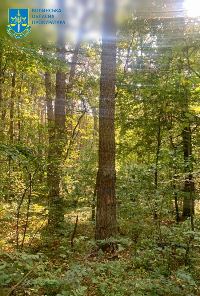 На Волині троє лісівників хотіли вирубати 325 здорових дерев: їх судитимуть