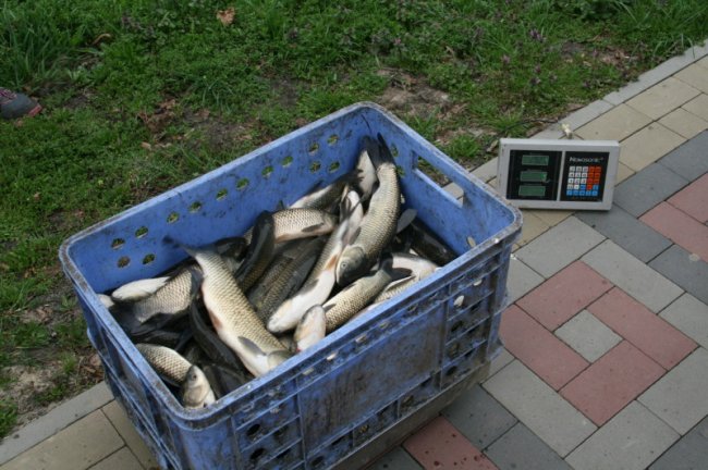 У луцькому парку в канали запустили білого амура