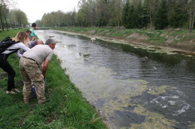 У луцькому парку в канали запустили білого амура
