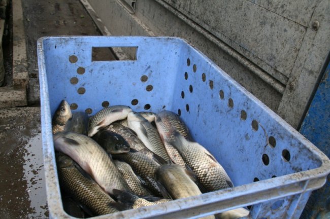 У луцькому парку в канали запустили білого амура