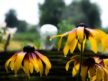 Дивовижні світлини волинського села після дощу. ФОТО