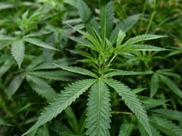 Хто і як в Україні вирощуватиме медичний канабіс