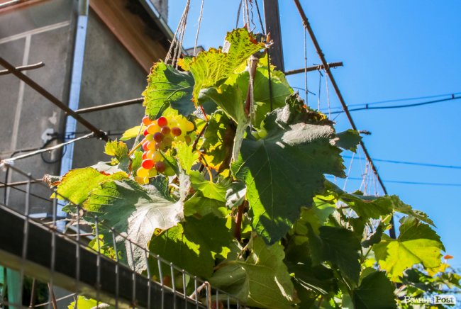Безіменна вулиця і неназваний ставок: чим особливий неквапливий Вишків. ФОТО