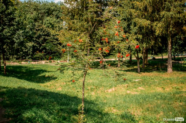 Літо у луцькому парку. ФОТО