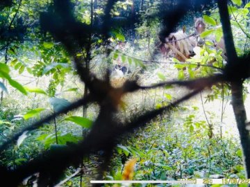 Фотопастка спіймала волинян, які рубали та вивозили дерева у невідомому напрямку