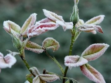 В Україну йдуть перші заморозки