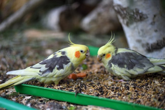  Луцький зоопарк відновлює роботу