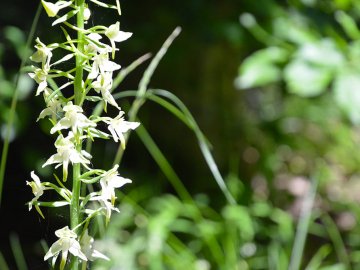 В лісі у Воротневі цвітуть рідкісні орхідеї. ФОТО