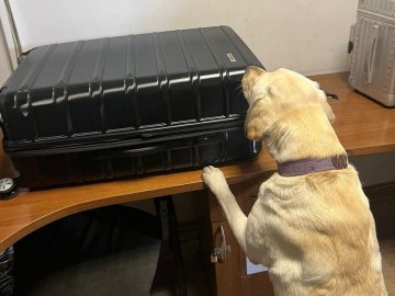 У «Ягодині» службовий собака винюхав наркотики у валізах іноземця. ФОТО