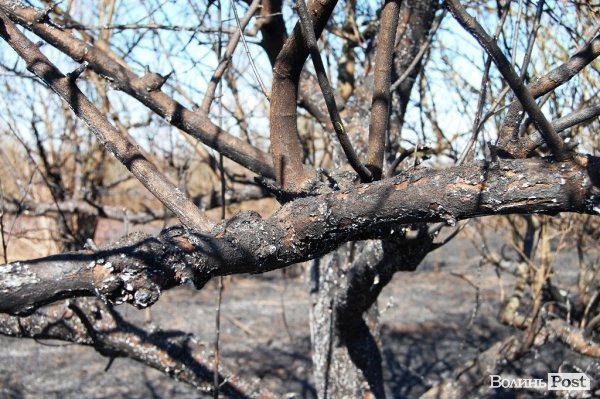 Яблуневий сад під Луцьком «вижив» після масштабної пожежі