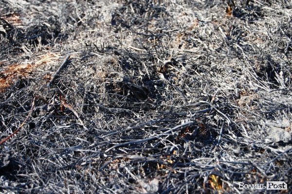 Яблуневий сад під Луцьком «вижив» після масштабної пожежі