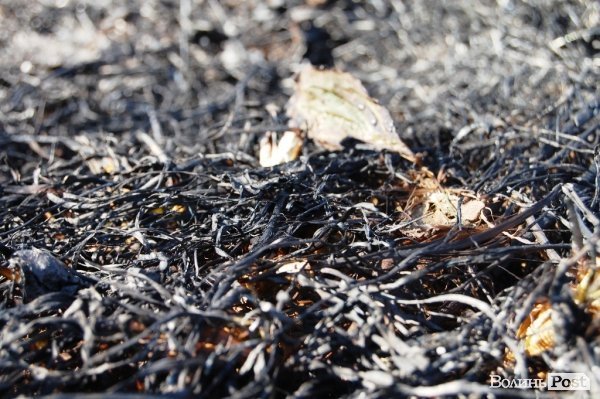 Яблуневий сад під Луцьком «вижив» після масштабної пожежі