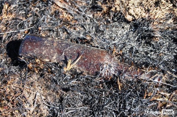 Яблуневий сад під Луцьком «вижив» після масштабної пожежі