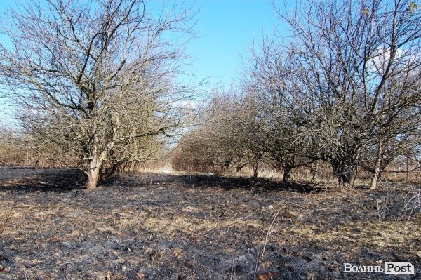 Яблуневий сад під Луцьком «вижив» після масштабної пожежі