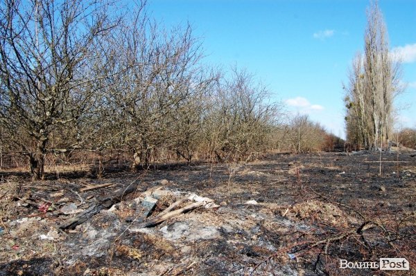 Яблуневий сад під Луцьком «вижив» після масштабної пожежі