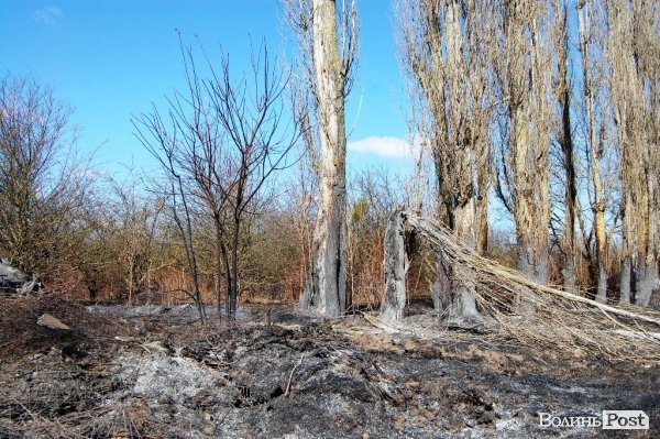 Яблуневий сад під Луцьком «вижив» після масштабної пожежі