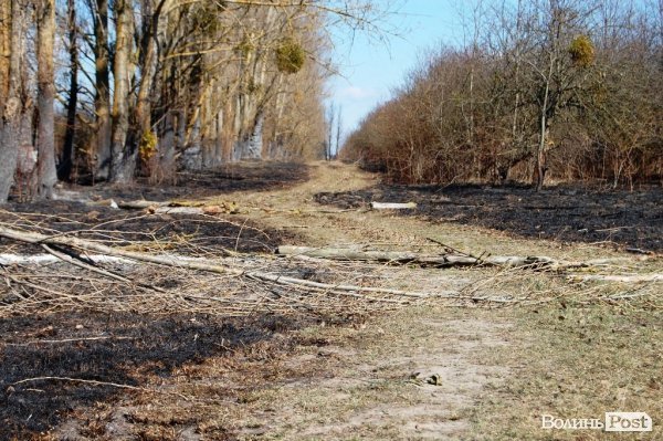 Яблуневий сад під Луцьком «вижив» після масштабної пожежі