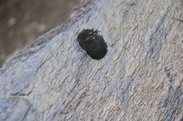 Унікальні світлини: як піднімали з води старовинний човен. ФОТО. ВІДЕО