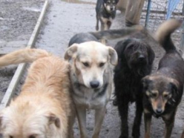 У Луцьку побільшало скарг на безпритульних собак