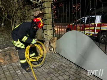На Волині врятували собаку, який застяг у паркані