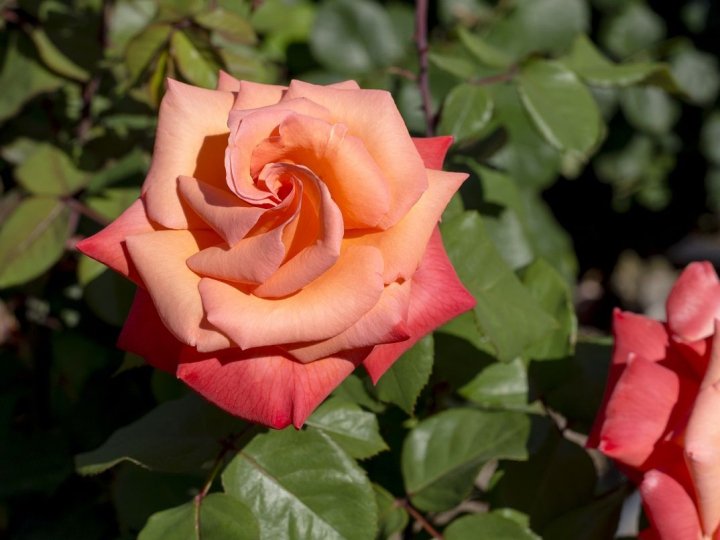Погода у Луцьку та на Волині: які прогнози синоптиків на вівторок, 25 серпня