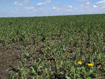 Посівна на Волині: як несприятлива погода вплинула на врожай та його ціну. ВІДЕО