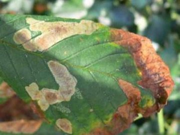 Луцькі каштани вразила хвороба: скільки коштує врятувати дерева. ВІДЕО