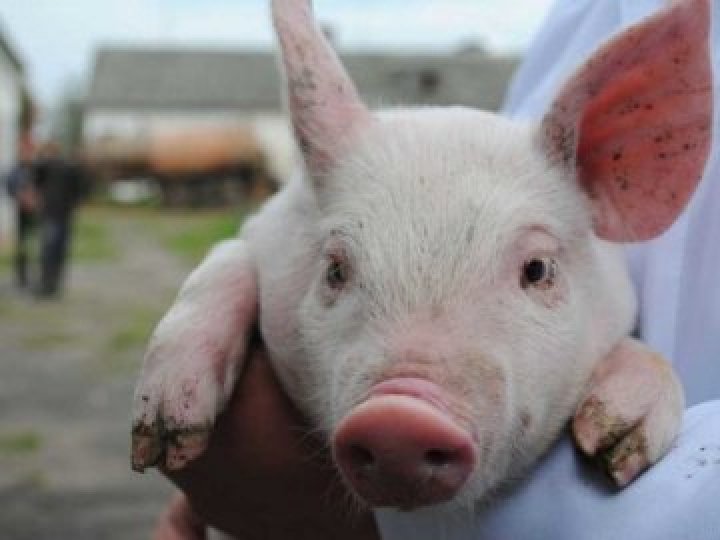 На Волині запровадили карантин через африканську чуму свиней