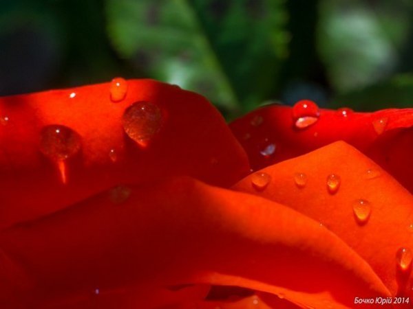 Фотовиставка: Юрій Бочко. ФОТО