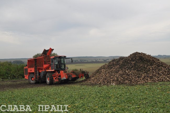 Поблизу Луцька почали збирати цукрові буряки