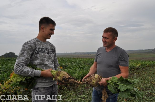 Поблизу Луцька почали збирати цукрові буряки